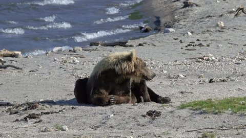 Brown bears (Ursus arctos) mother and cub resting on beach, Kamchatka, Russia