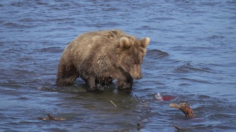 Young brown bear hunts for salmon, jumps in the water and catch the fish, Kamchatka, Russia, 4k