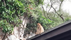 The monkey as Barbary Macaque sitting on the roof and looking around. British Colony Gibraltar. Video in 4K.
