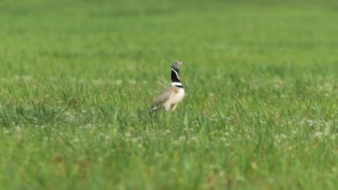 Male Little bustard performing the courtship of heat by jumping and dancing at the mating season in his breeding territory with the first light of dawn