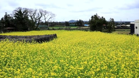 This is the spring scenery of Seongeup Folk Village in Jeju, where canola flowers bloom beautifully.