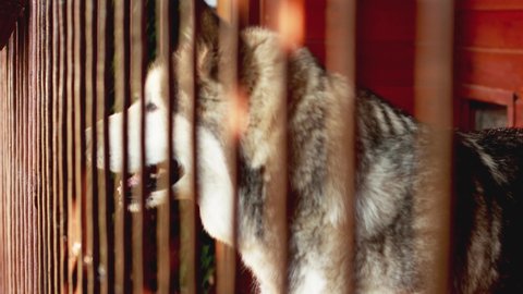 Laika dog barks in the aviary and guards the house. Nice press behind bars