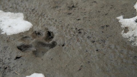 Paw print in the dirt of a dog or a wolf. Traces of the beast in the snow. Animal foot prints of the beast on the spring mud.