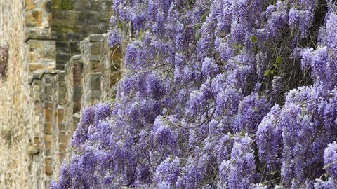 Branches of wisteria (Wisteria sinensis) with purple flowers blown by the wind on the ancient walls of Florence. Italy