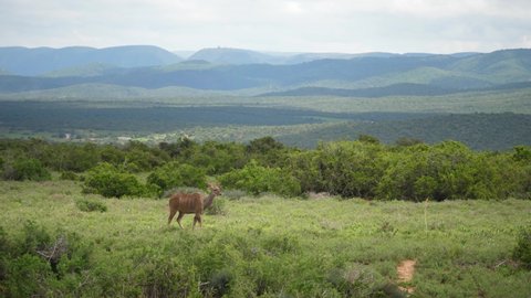 Female Kudu walks peacefully through savanna meadow with butterflies