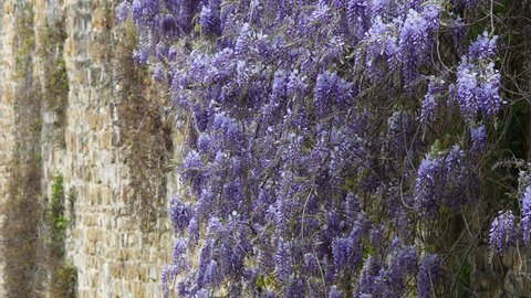 Branches of wisteria (Wisteria sinensis) with purple flowers blown by the wind on the ancient walls of Florence. Italy