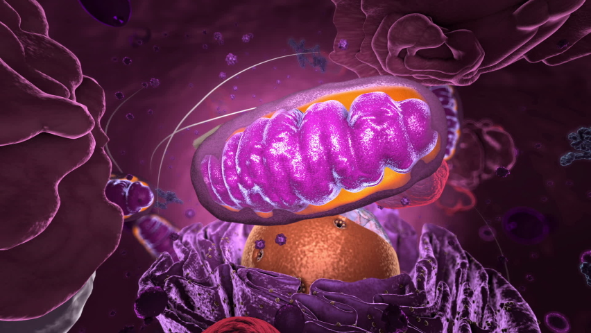 Organelles inside Eukaryote, focus on mitochondria - 3d illustration | Shutterstock HD Video #1071498736