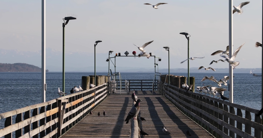dancing birds on the pier in the lake