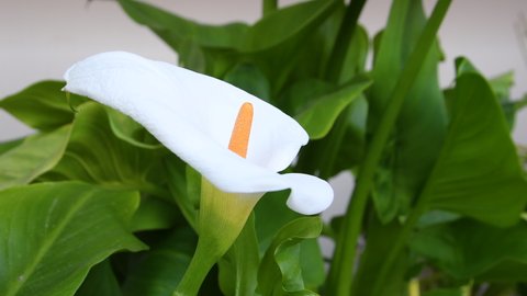 detail of Calla flower (Zantedeschia aethiopica). It is a genus of flowering plants from the Araceae family.