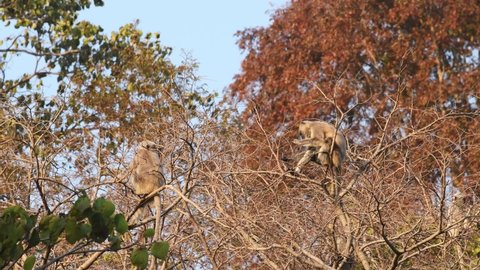 Wide shot of Tarai gray langur or northern plains gray langur or Semnopithecus hector on a tree busy eating fruits at jim corbett national park or tiger reserve uttarakhand india