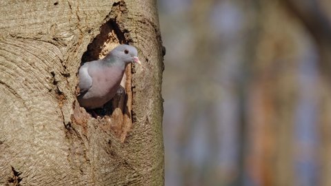 Stock dove (Columba oenas), pigeon in flight, bird in slow motion flying out of a tree hole