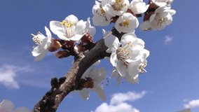 Branch of blooming apricots on a background of blue sky