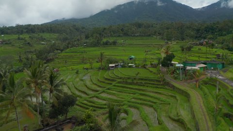 Lush green rice field terraces in Bali. Aerial view of irrigated farm fields and cloudy mountains with tropical rainforest in the background