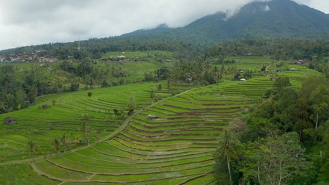 Rice field plantations on terraced green hills in Bali. Aerial view of lush green rural farm fields in Asia