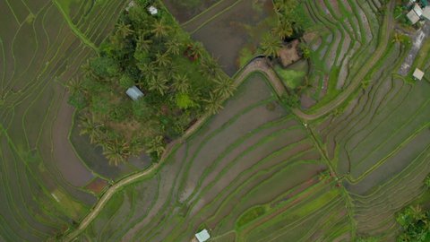 Top down view of rice field plantations in Asia. Overhead aerial view of water on lush green farm fields in Bali
