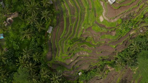 Ascending top down overhead birds eye aerial view of large green terraced rice farms on the hillside surrounded by tropical palms and rural houses