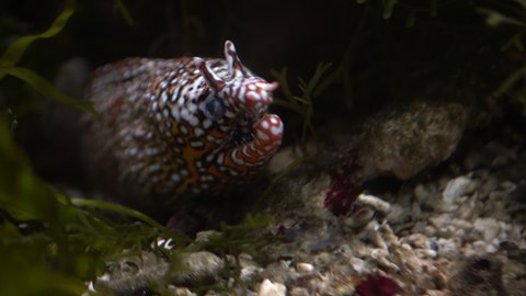 A dragon moray eel hides in a cave at the bottom of the ocean close-up. Visit to the oceanarium.