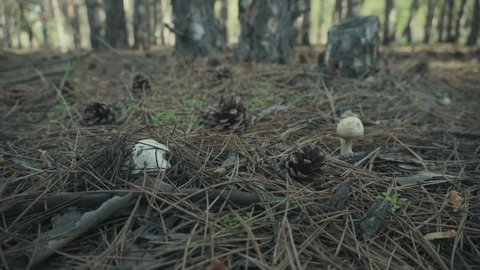 man finds a mushroom in the forest, toadstool