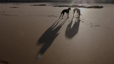 Silhouettes of two Sloughi dogs (Arabian greyhound, North African greyhound) with big shadows at the beach in Essaouira, Morocco.