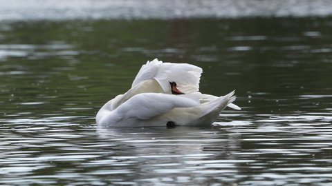 Mute swan preening feathers on lake, slow motion, 100fps, England, UK