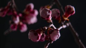 Spring flowers opening. Time lapse of Easter fresh pink blossoming apricot closeup. Blooming backdrop on black background 4K UHD close up video