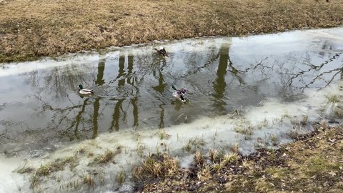 Ducks swim in a wild river, melting snow on the shore, dried grass, spring. 