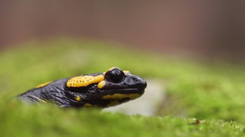 Close up view of Fire salamander (Salamandra salamandra) on moss, zoom out