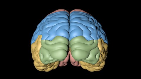 Animation of principal parts of a human brain represented for colours