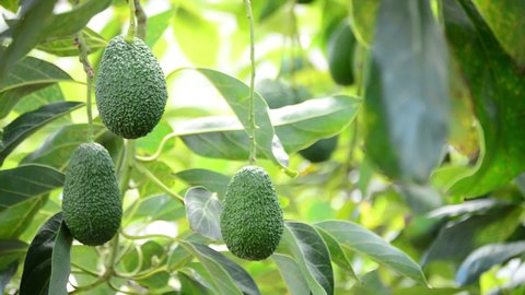 Hass avocados hanging in a avocado tree