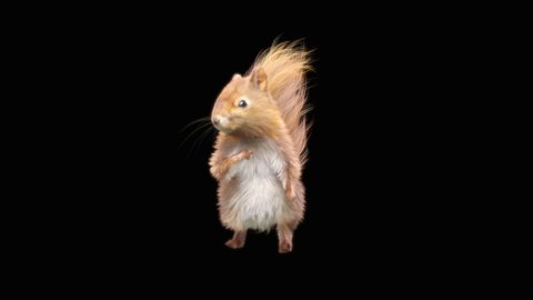 squirrel Dance CG fur. 3d rendering, animal realistic CGI VFX, Animation Loop, composition 3d mapping cartoon, Included in the end of the clip with Alpha matte.