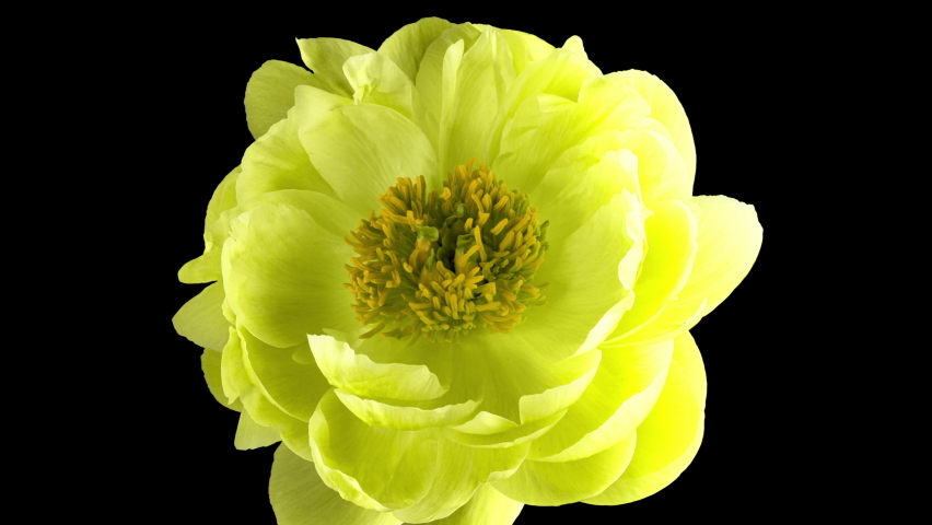Timelapse of pink peony flower blooming on black background. Blooming peony flower open, time lapse, close-up. Wedding backdrop, Valentine's Day concept. 4K UHD video timelapse