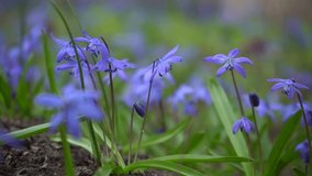 Wood squill Scilla siberica flowers. Blue spring flowers on a field. Slow motion shot