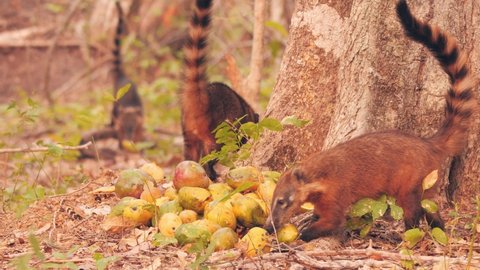 Coatis eating fruits, context: volunteers in Pantanal helping wildlife after wildfires