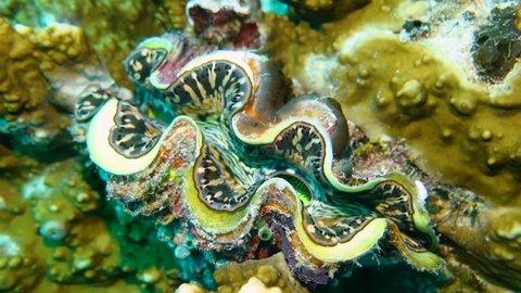 Amazing giant clam filtering water in coral reef, underwater closeup
