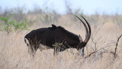 A Sable antelope rubs its face and horns on a small bush, Kruger National Park.