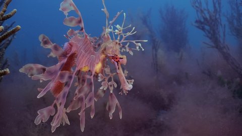 Leafy Sea Dragon with eggs 4k slow motion South Australia