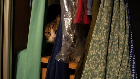 Adorable pet cat hiding behind hanged clothes in the closet -close up