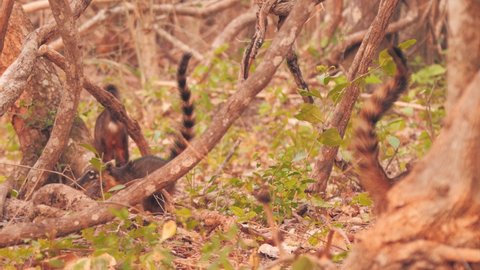 Group of coatis showing its beautiful striped tails
