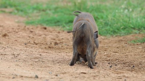 Close-up of two tiny warthog piglets fighting in Kruger National Park.