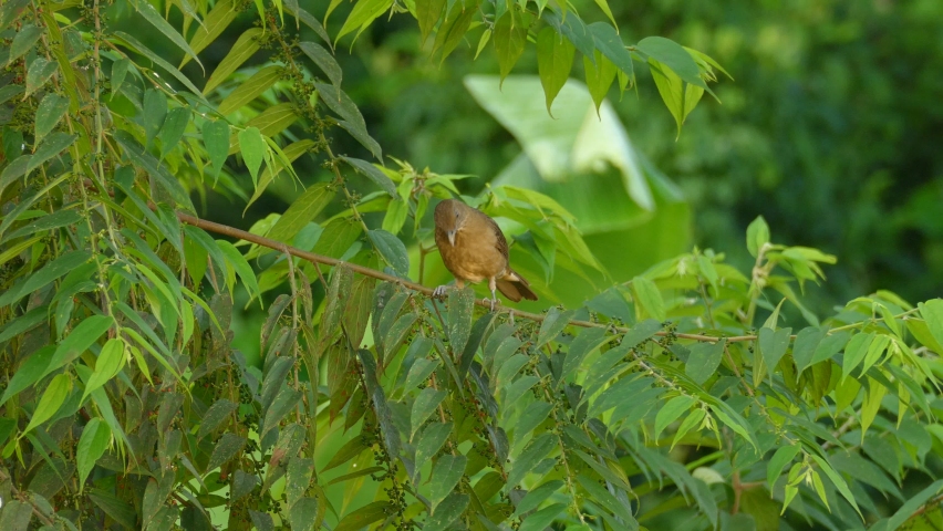 Cute bird perched on a branch eating food it finds in between the leaves of the branch it´s standing on