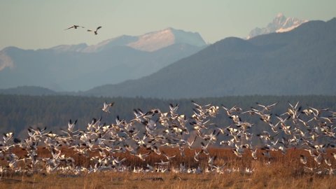 A large flock of wild snow geese taking off Richmond wetlands in slow motion.