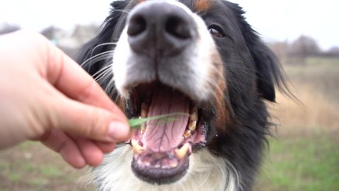 adult male bernese mountain dog eat fresh green grass