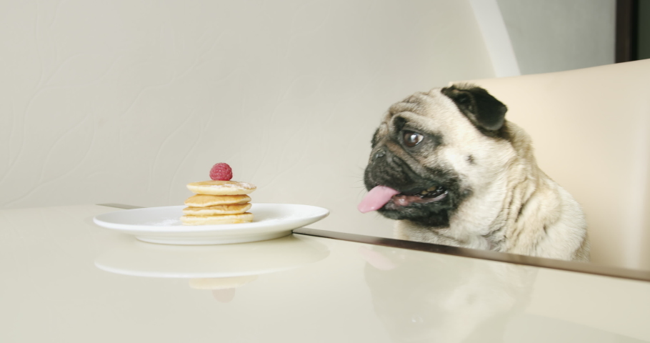 Funny cute pug dog stealing food from the table. Funny pancakes thief. Eat berry from pancakes, while the owner is away. Funny dog food concept. Cozy home kitchen Royalty-Free Stock Footage #1071544219