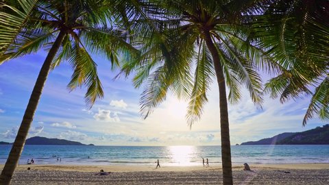 Beautiful coconut palm trees on the beach Phuket Thailand, Patong beach Islands Palms on the ocean. palms grove on the beach with white sandy Sunset sky Summer landscape background