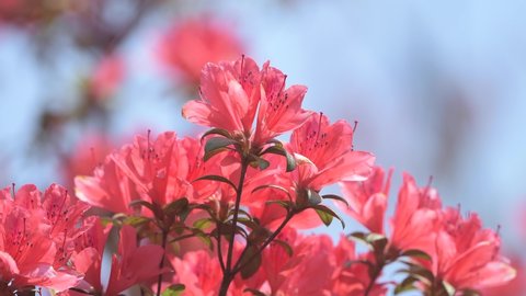 45 Mollis Azalea Flowers Stock Video Footage - 4K and HD Video Clips |  Shutterstock