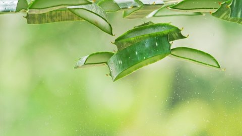 Aloe Vera slick falling into water on green background, slow motion