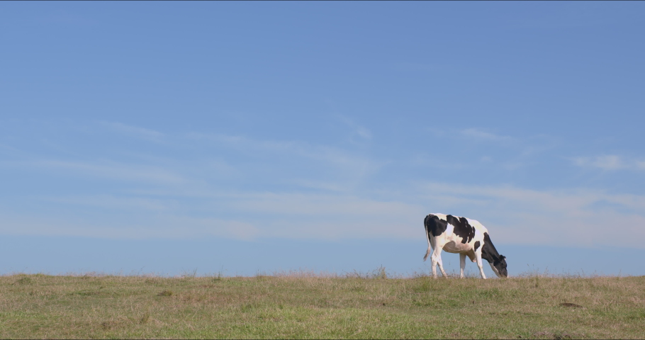 Sunny ranch and cows - FIX Royalty-Free Stock Footage #1071557200