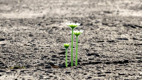 Three white chamomile flowers sprout from a crack in the city asphalt, timelapse.