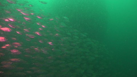 A School of The yellowstripe scad (Selaroides leptolepis) in a very poor visibility. Most of the fish in the ball on the background 