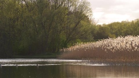 Ducks on a lake take off in flight wide landscape shot